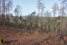 Birnen/Bierenberg Nordhang