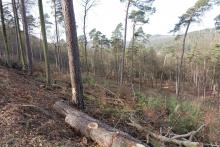 Birnen/Bierenberg-Nordhang-2