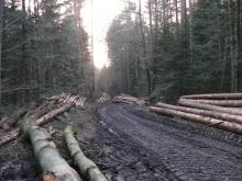 Früher wurden reife Bäume geerntet , heute zählt nur was Geld bringt.