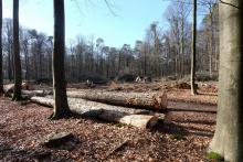 Stromtrasse braucht Platz!