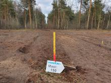 Bereits gerodete Flächen - Wald Metelen/Steinfurt