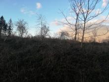 Fällungen nach Sturm