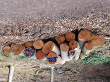 gefällte Baumstämme, 1. Stapel