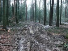 zusätzliche Rückegassen, Gnadenlose Zerstörung, hier wuchsen Wuschwindröschen.