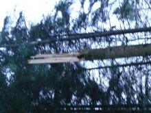 Viel zu hohe Ausbeute, extrem viele Bäume beschädigt!