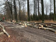Holzeinschlag Buchen Finstersteige Heltersberg