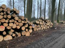Holzeinschlag Buchen Finstersteige Heltersberg