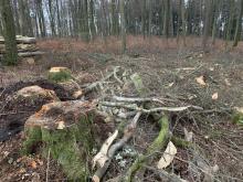 Holzeinschlag Buchen Finstersteige Heltersberg