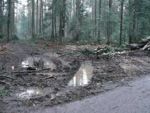 entlang des Weges wuchsen seltene Orchideen . Diese Art der Waldbearbeitung ist nicht mehr normal !