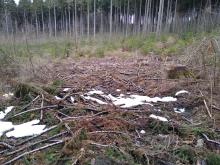 Abgeholztes Waldstück