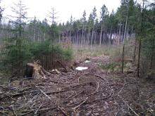 Abgeholztes Waldstück