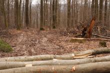 Rückegasse nach maschineller Ernte