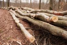Brennholz aus dem NSG