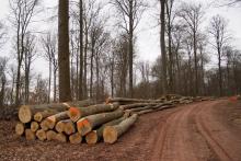 Durchforstung NSG Steilhänge der Saar im März 2021