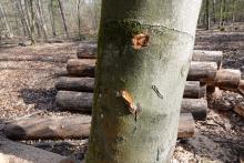 Apr21 FFH Natura 2000 VSG Forstarbeiten 054.JPG