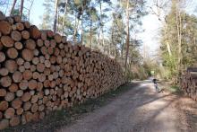 Apr21 Natura 2000 VSG 309 Forstarbeiten 103.JPG