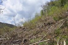 Buchenfällungen südliche Hanglage, Blick nach Westen, Tierstein, 73447 Oberkochen. 05.2021