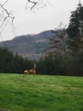 Darstellung eines Wildtieres auf der Grünfläche des Buschhausener Waldes.