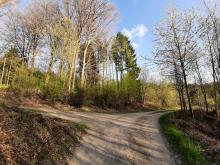 Darstellung einer Weg-Kreuzung des Buschhausener Waldes