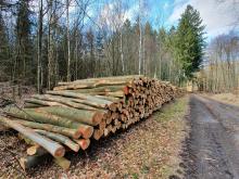 Holzstapel kleinere Buchen