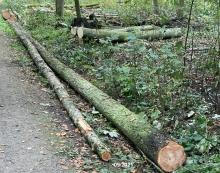 Einschlag von jungen Buchen und Lärchen 09/2021