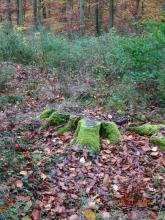 Baumriesen wurden schon bei der letzten Erntewelle herausgeholt - Kühlender Wald?