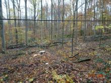 Auflichtungen überall im Wald