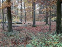 Seit fünf Jahren: eine Erntewelle nach der anderen durch den ehemals schönen Mischwald