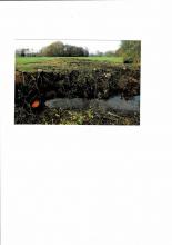 Metelen-Warum-durch-diesen-Schutzwald?