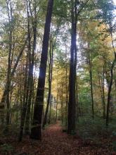 Waldgebiet &quot;Die Höllen&quot;