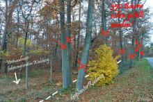 Hessen Radweg mitten durch gesunde Buchen