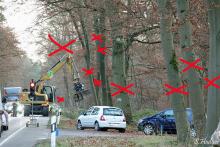 Alle Altbuchen werden gefällt