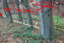 Werden alle gefällt (Grüner Punkt = Fällungszeichen)