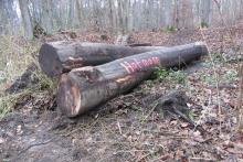 schon gefällt und bereit zum Abtransport...