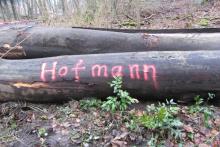 schon gefällt und bereit für den Abtransport...