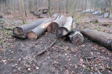 schon gefällt und bereit für den Abtransport...