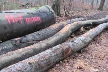 schon gefällt und bereit für den Abtransport...