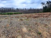 Kahlschlaggebiet am Granatsberg, Aufforstung mit überwiegend Douglasien