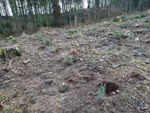 Aufforstung durch Douglasien