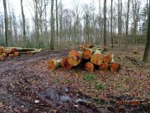 Eine weitere Waldpartie bei Legden-Asbeck durch rabiate Holzernte zerstört (12/2021)!