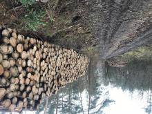 Entnommene Bäume am Wegrand