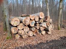 Habitatbäume werden zu Industrieholz