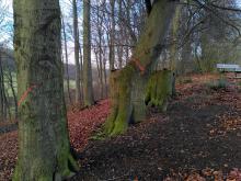 statt Waldsaum - Bäume weg?