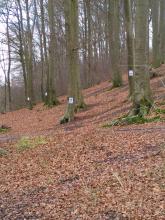 Protest gegen waldschädigende Fällabsichten der Kirchengemeinde Nottuln