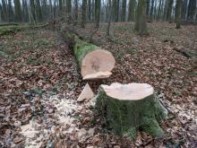 ein weiterer gefällter Baum