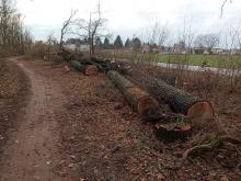 bis auf wenige Ausnahmen alle Bäume gefällt, dabei sämtliche Eichen