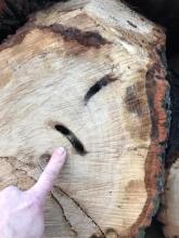 Fraßspuren des Heldbockes