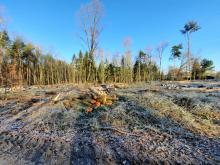 Kahlschlag am Rand der Bebauung. Aufgeschichtete Stämme in der Mitte des Fotos.