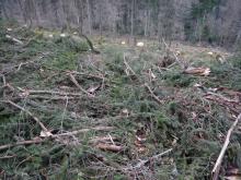 alles gesunde Bäume