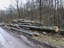Ein Großteil des Holzes ist bereits abtransportiert, hier nur noch Reste